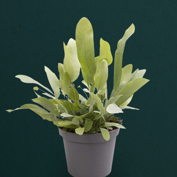 Phlebodium Aureum 'Blue Star' Fern