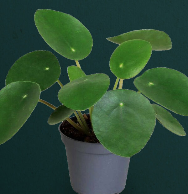 Pilea Peperomioides