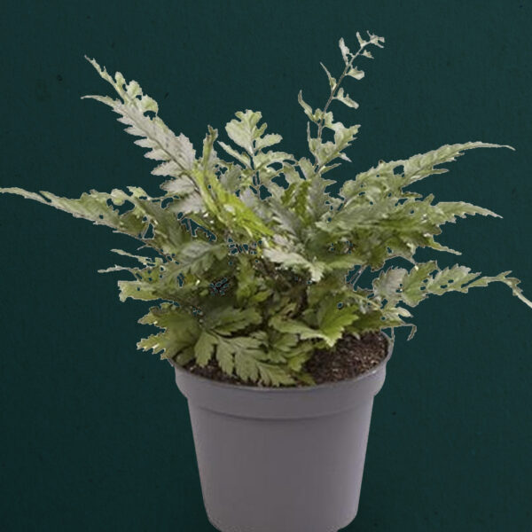 Polystichum Tsus-Simense
