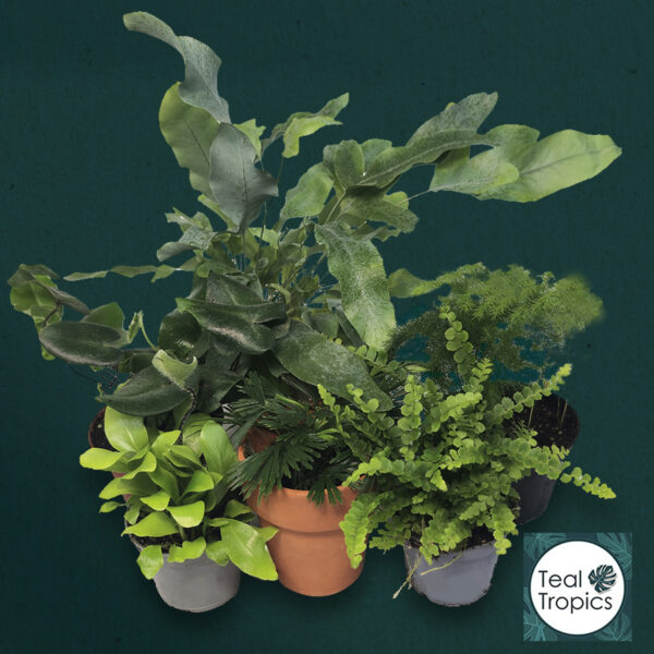 Fern Plant Mix