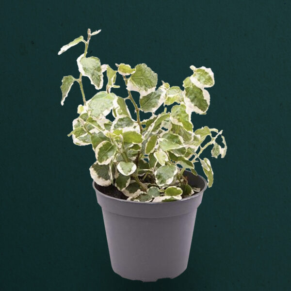 Variegated Ficus Pumila Sunny White