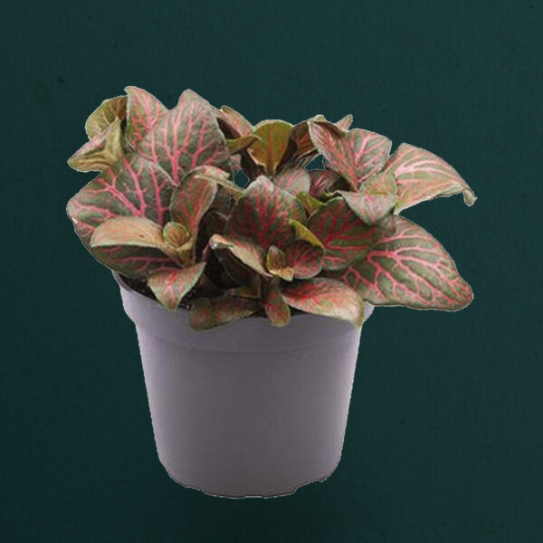 Fittonia Verschaffeltii Dark Red