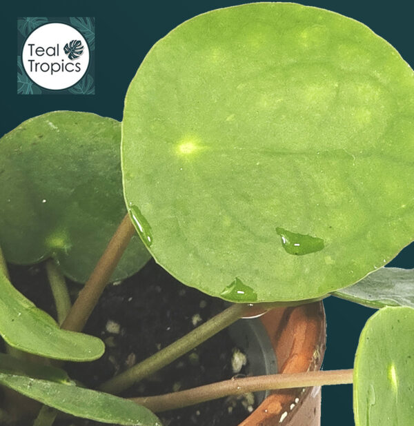 Pilea Peperomioides - Image 2