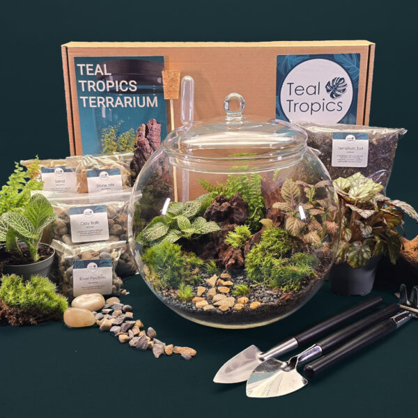 Large Glass Globe Terrarium Kit