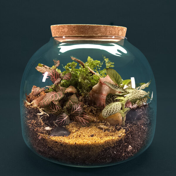 Glass Dome Terrarium Kit