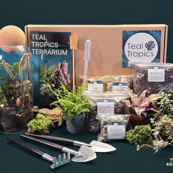 Tall Upright Jar Terrarium Kit