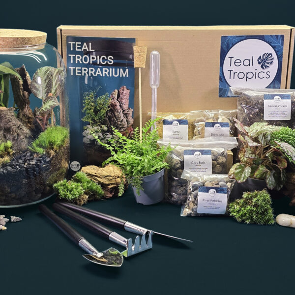 Large Open Vase Terrarium Kit