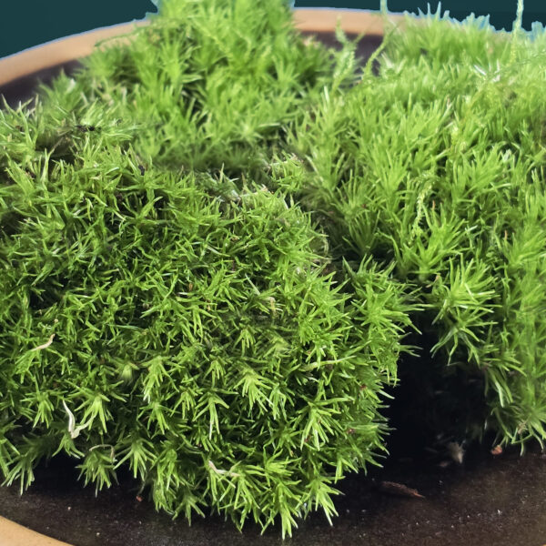 Cushion Bun Moss
