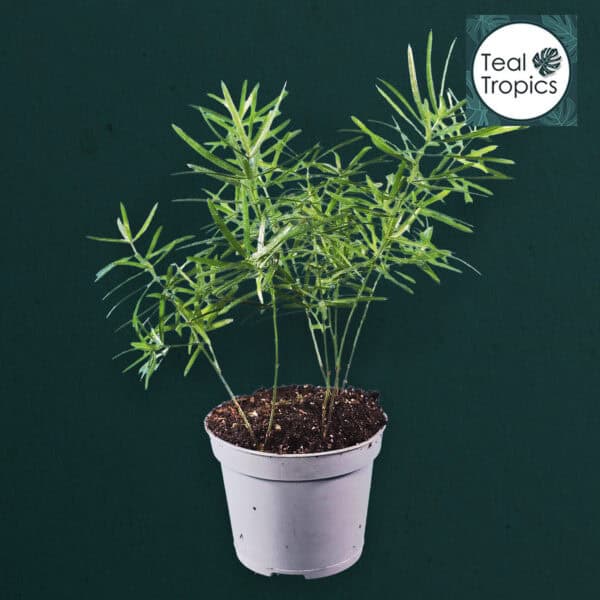 Asparagus Densiflorus Sprengeri