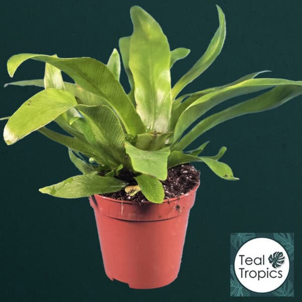 Healthy Asplenium Antiquum in a red pot, lush green foliage.