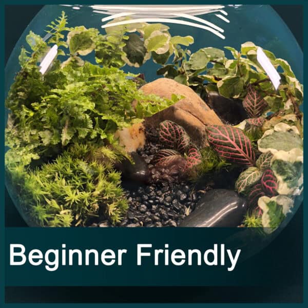 Beginner Friendly