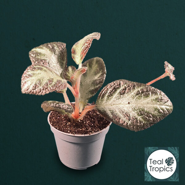 Episcia Silver Shield