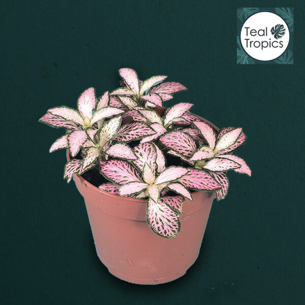 Fittonia Mosaic Pink Forest Flame