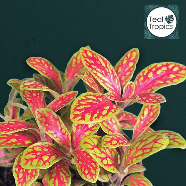 Fittonia Mosaic Skeleton