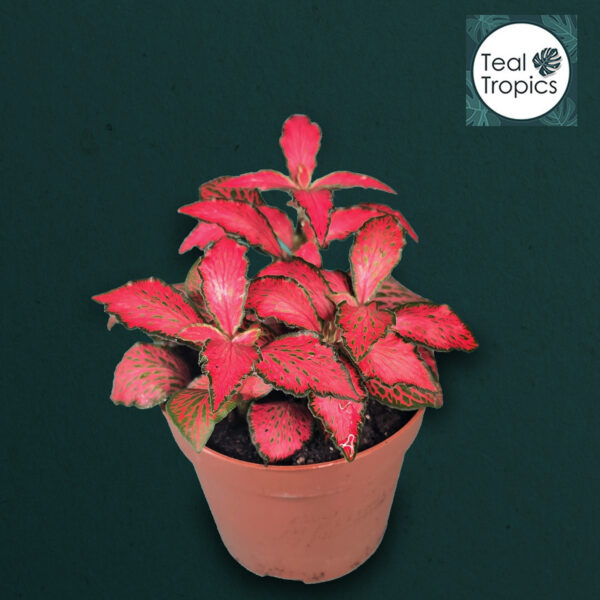Fittonia Mosaic Tiger