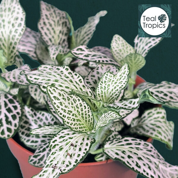 Fittonia Mosaic White Tiger