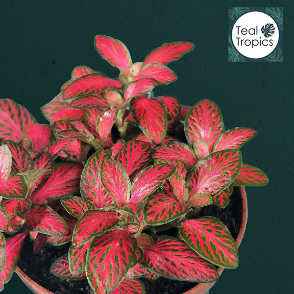 Fittonia Verschaffeltii Forest Flame