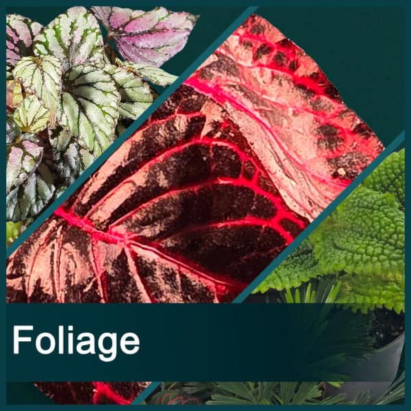 Foliage