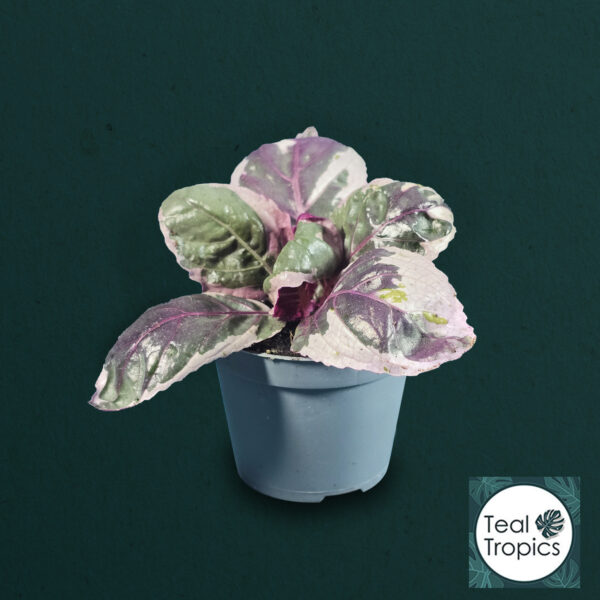 Hemigraphis Alternata