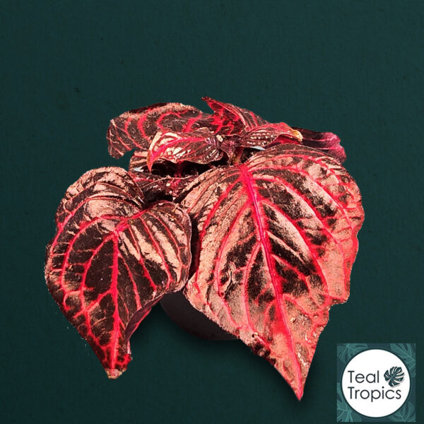 Hemigraphis Herbstii