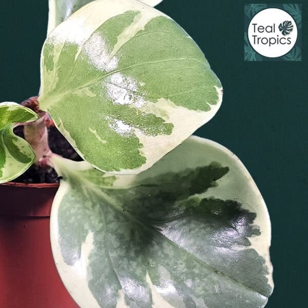 Variegated Peperomia obtusifolia 'Variegata' with green and cream leaves.