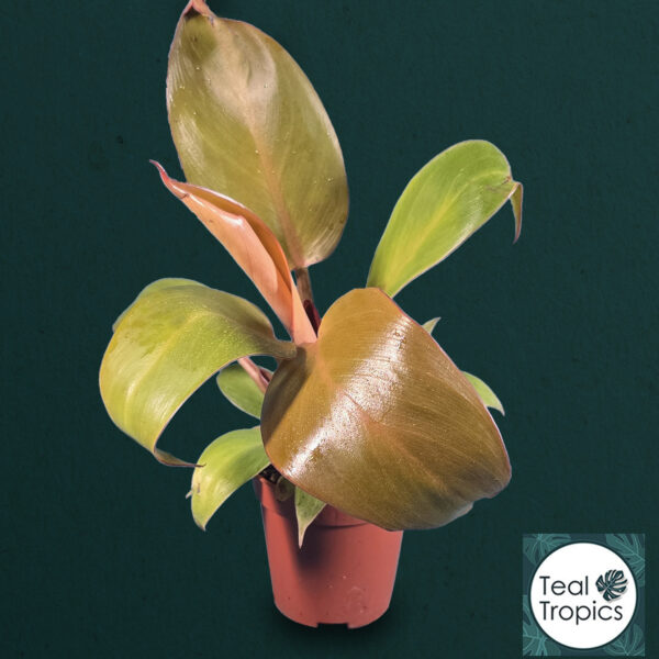 Philodendron Prince of Orange