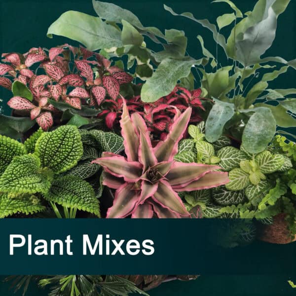 Plant Mixes