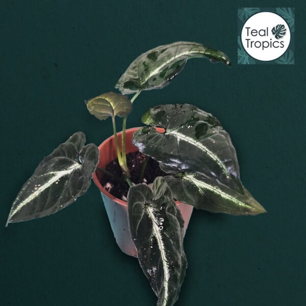 Healthy Syngonium Rayii with variegated leaves in a teal pot.