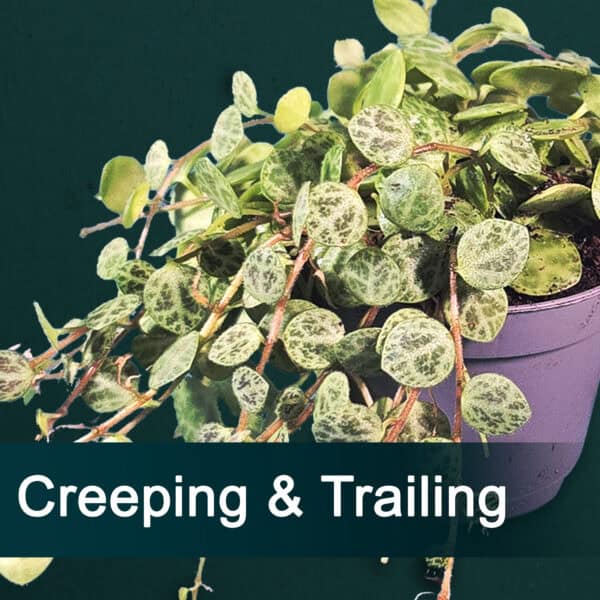 Trailing