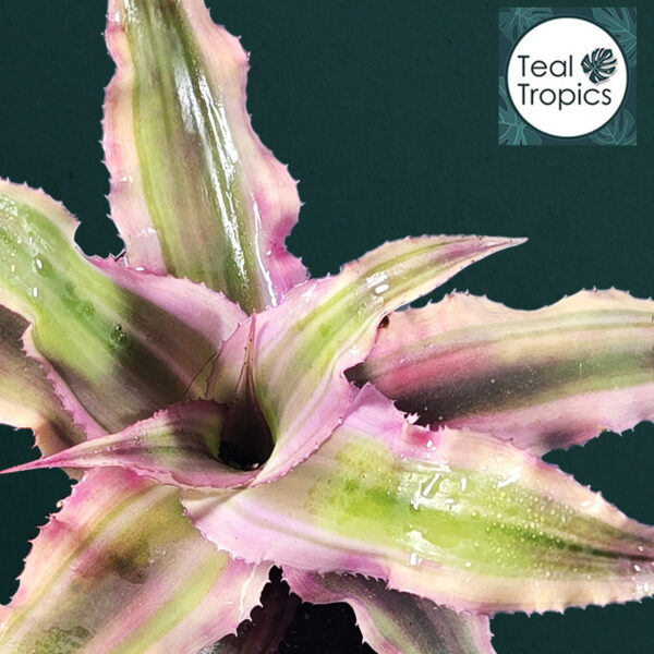 Cryptanthus Bivittatus 'Pink Starlite'