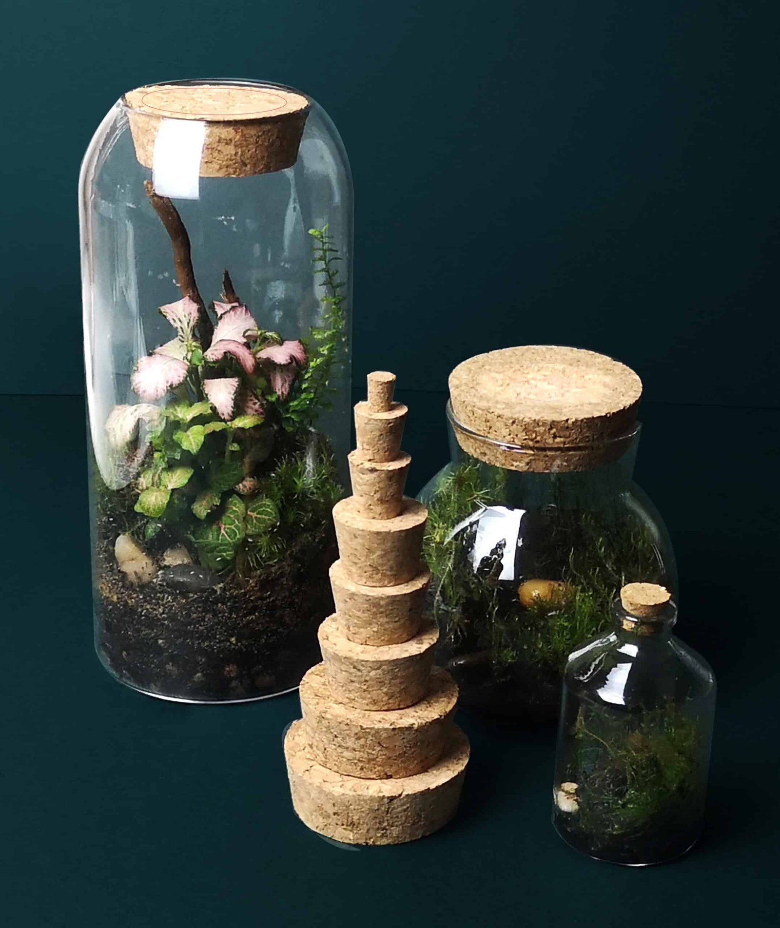 Cork stoppers in various sizes arranged with glass jars and plants for decorative display.