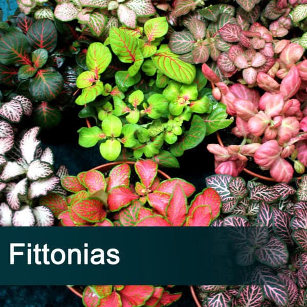 Fittonias