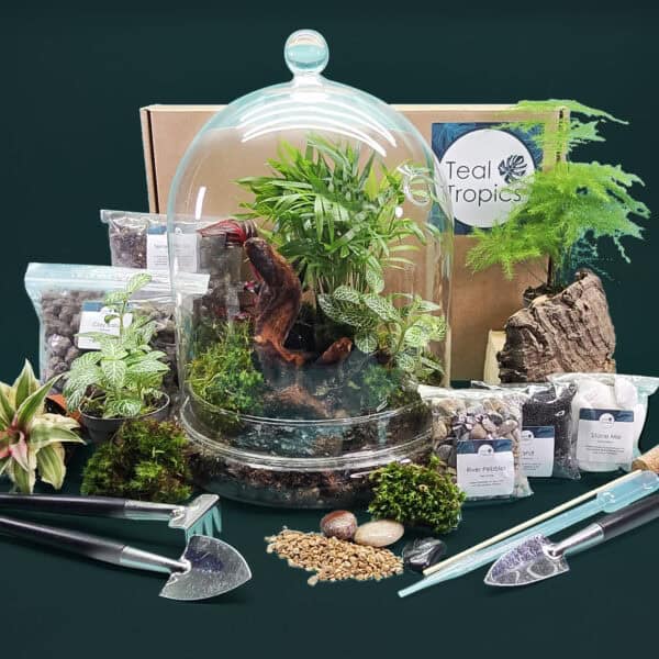 Extra Large Clouche Bell Terrarium Kit