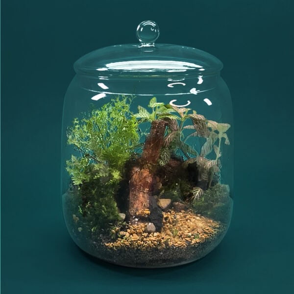 Round Glass Jar Terrarium Kit