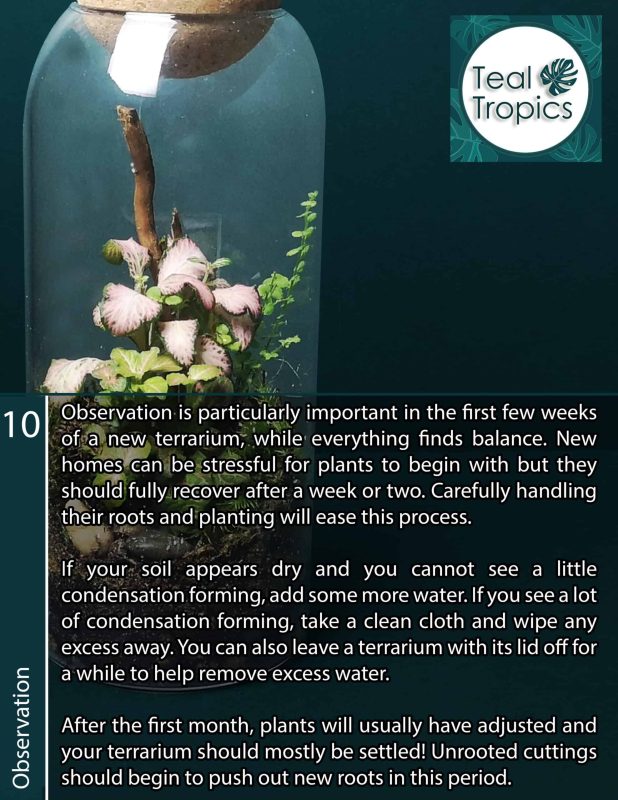 Observation and watering tips for healthy plants.