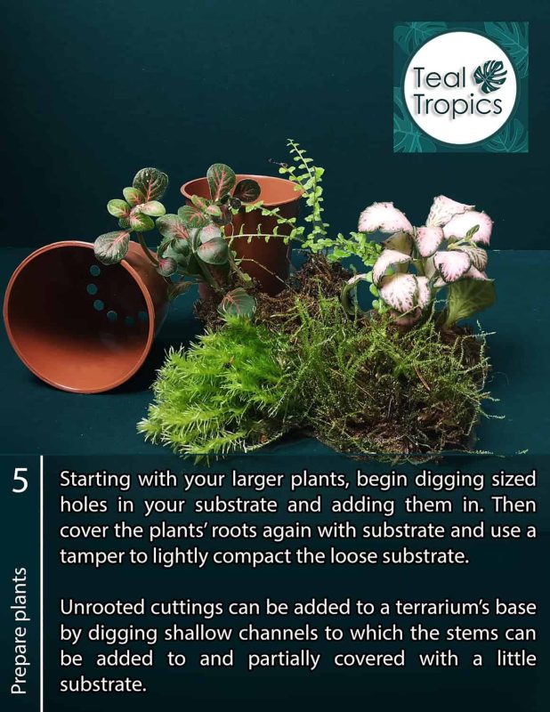 Step-by-step guide for propagating plants with terrarium and substrate tips.