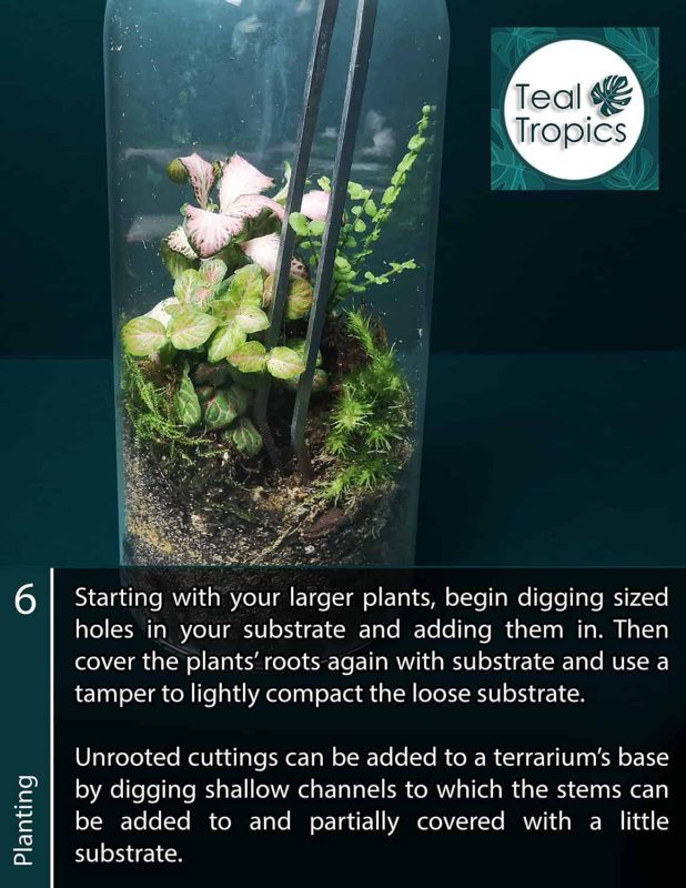 Close-up of a terrarium with plants and soil, Teal Tropics logo visible.