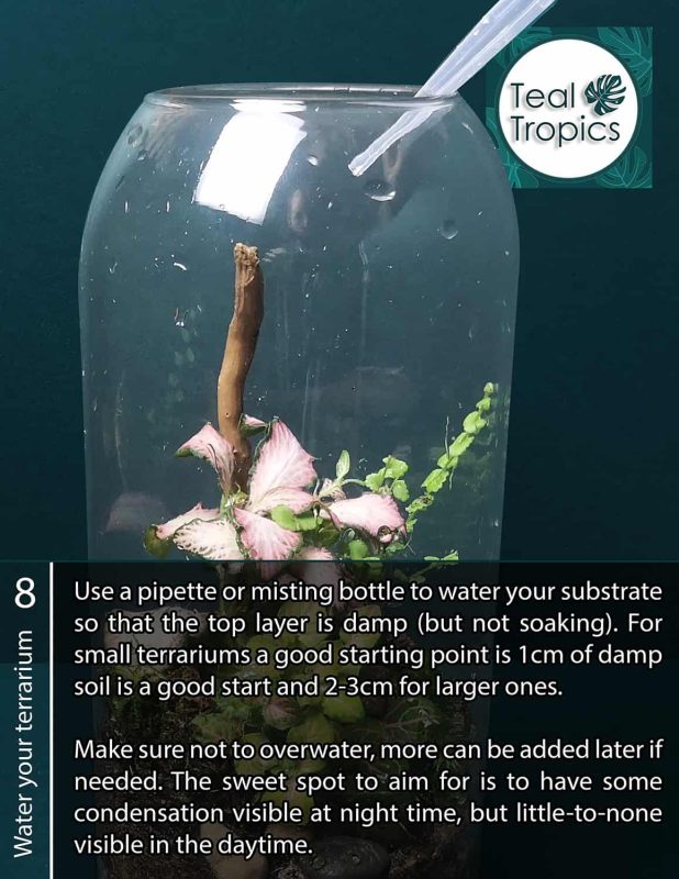 Watering terrarium with pipette or misting bottle for optimal moisture.